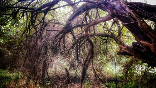 Bare trees in forest