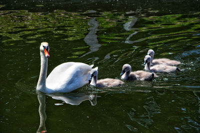 Swans swimming in lake