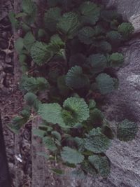 High angle view of plants growing on land