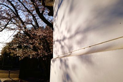 Low angle view of cherry blossoms against sky