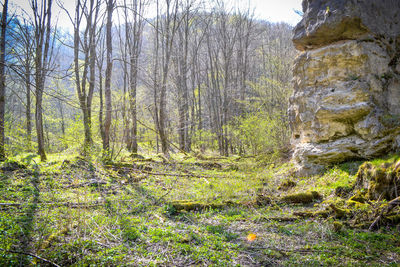 Trees growing in forest