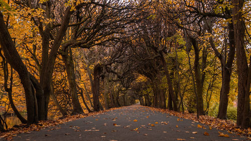 Road amidst trees in forest during autumn