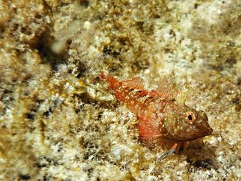 Close-up of fish swimming in sea