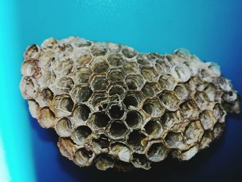 Close-up of bee on rock