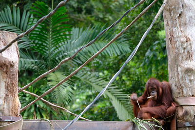 Orangutan chilling in the day