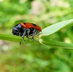 Close-up of ladybug on leaf