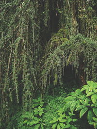 Trees growing in forest