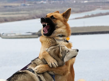 Close-up of dog on snow