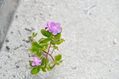 Close-up of pink flowers blooming outdoors