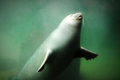 Close-up of turtle swimming in water
