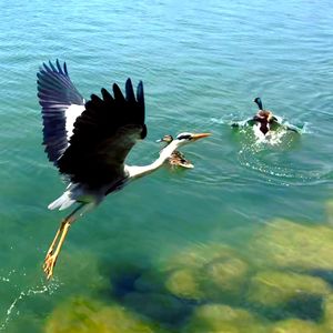 Birds flying over lake