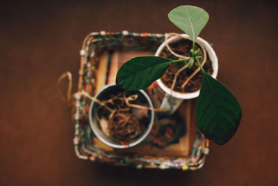 Close-up of potted plant on table