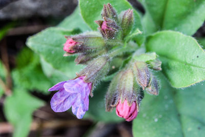 plant