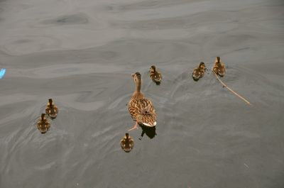 High angle view of ducks swimming in lake