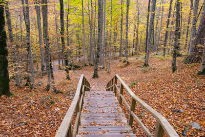 Wooden footbridge in forest during autumn