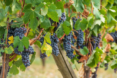 Grapes growing in vineyard
