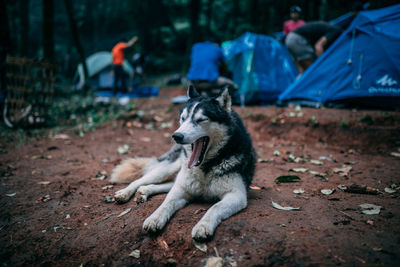 Dog relaxing on land