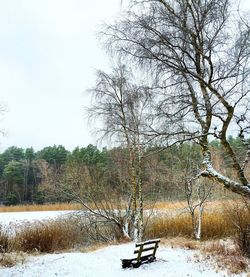 Tree by water against sky