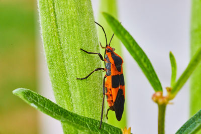 Close-up of insect on leaf