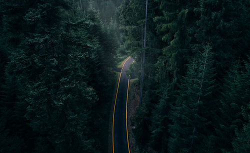 Road amidst trees in forest at night