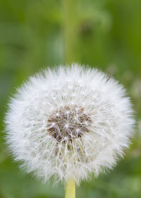 Close-up of dandelion flower