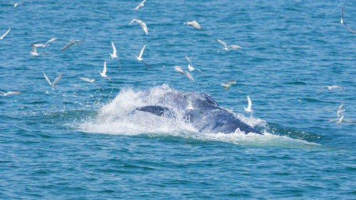 View of whale swimming in sea