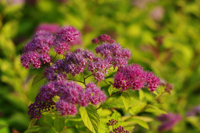 Close-up of purple flowers