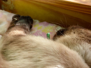 Close-up of cat sleeping
