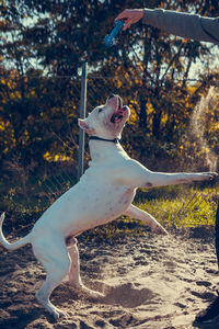 Dog on sand at beach