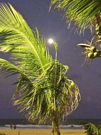 Close-up of palm tree against sky