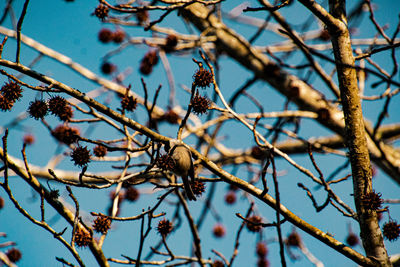Low angle view of a bird perching on branch against sky