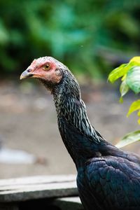 Close-up of a bird