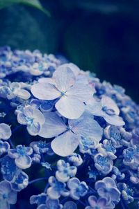 Close-up of purple flowers