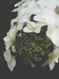 Close-up of flowers