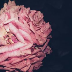 Close-up of red flower