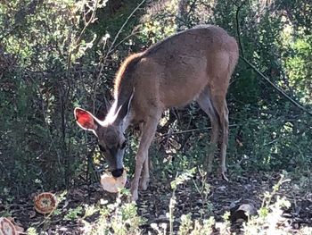 Deer in a forest
