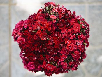 Close-up of red flowering plant