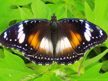 Close-up of butterfly on leaf