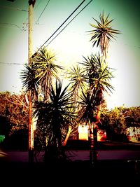 Palm trees at sunset