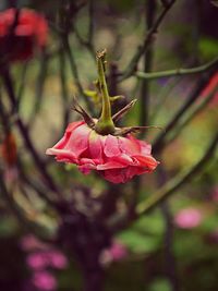 Close-up of red flowers