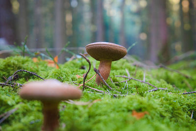 Close-up of mushroom growing on field