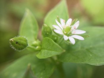 Close-up of white flowers