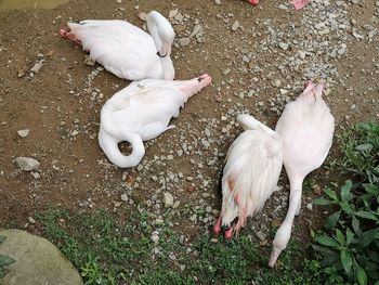 High angle view of birds on land