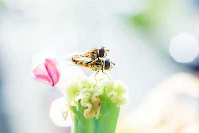 Close-up of insect on flower