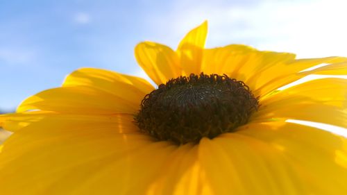 Close-up of sunflower blooming against sky