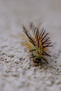 Close-up of caterpillar on sand