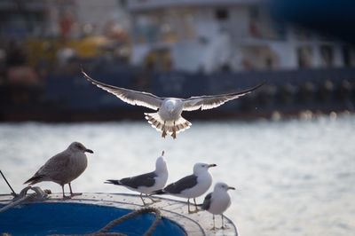 Close-up of seagull flying