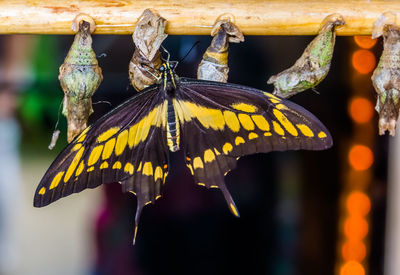 Close-up of butterfly on yellow flower