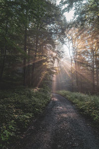 Empty road amidst trees in forest