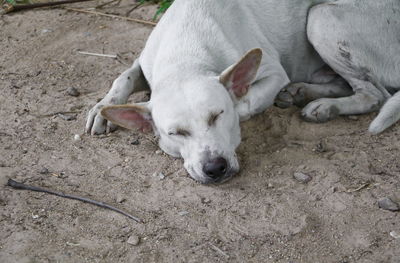 High angle view of dog sleeping